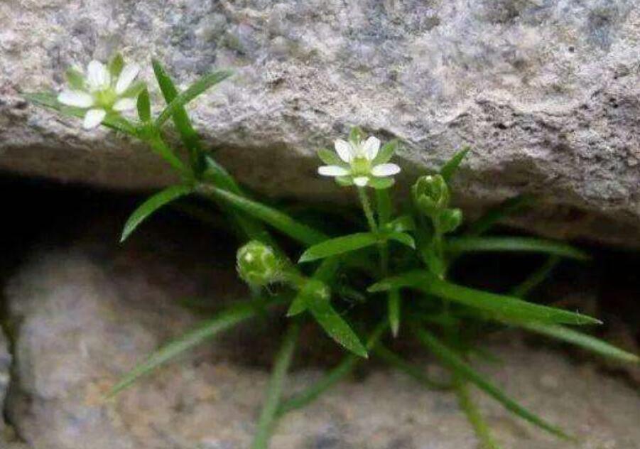 顽强的小草.jpg