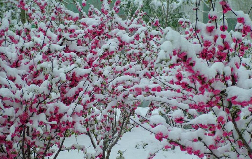 春天的雪.jpg